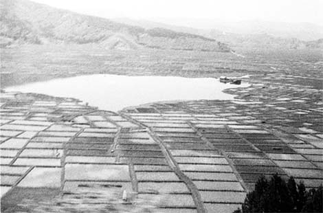 ��z�s�̔����Ύʐ^