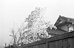 霧氷写真